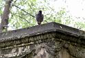 2011-04-16, Eliasfriedhof (99)